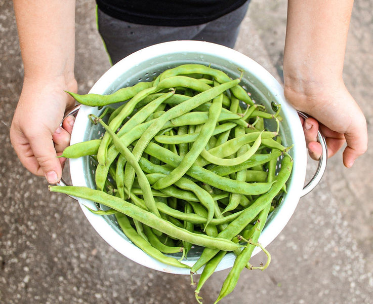 Facts About Green Beans That You May Not Know